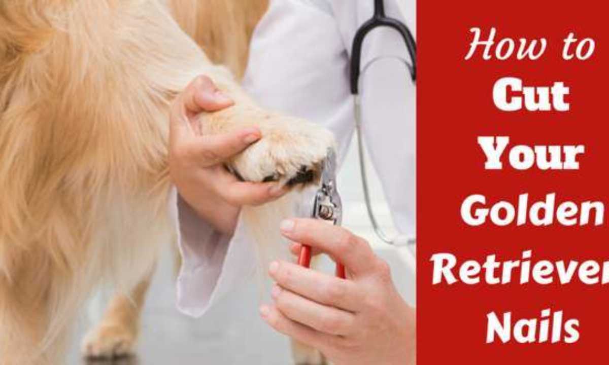 How To Cut Your Golden Retriever's Nails - TotallyGoldens
