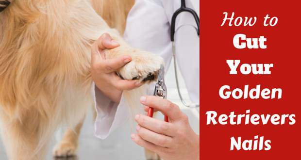How to cut your golden retrievers nails written beside one having their nails trimmed