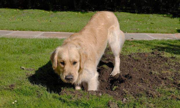 Golden Retriever dog digging hole in grass lawn, but looking at the camera