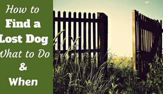 How to find a lost dog written beside an open garden gate