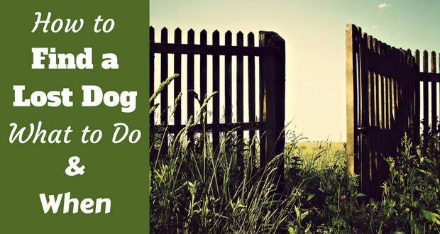 How to find a lost dog written beside an open garden gate