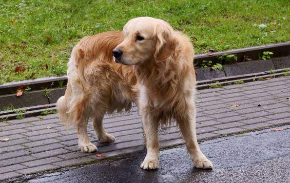 A lost golden retriever looking around confused