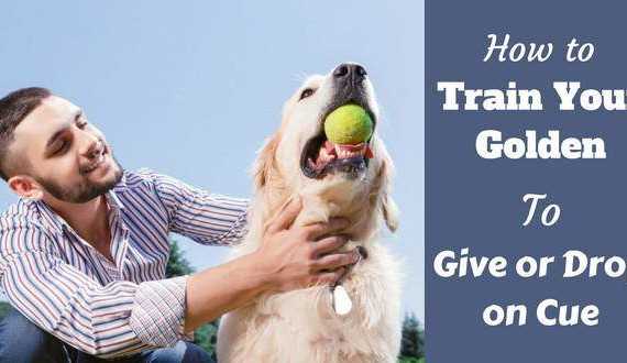 How to train your golden to give or drop written beside a man trying to get a tennis ball from a golden retriever