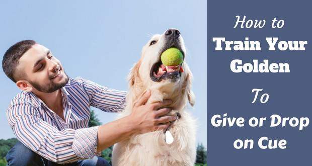 How to train your golden to give or drop written beside a man trying to get a tennis ball from a golden retriever