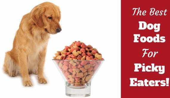 Best dog food for picky eaters