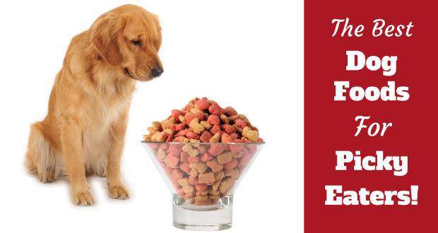 Best dog food for picky eaters