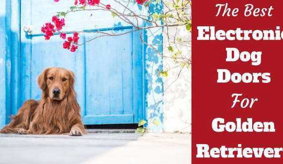 Best electronic doggie doors for golden retrievers written beside one laying in front of a blue door