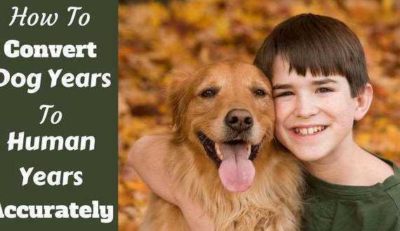 How to convert dog years to human years written beside a young boy hugging a golden retriever