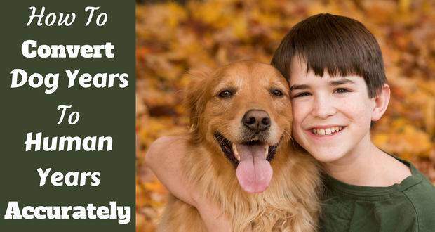 How to convert dog years to human years written beside a young boy hugging a golden retriever