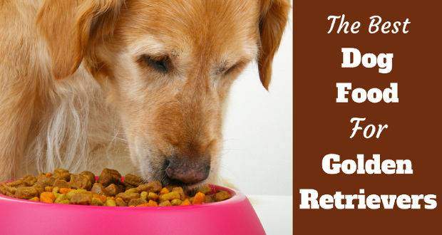 Best dog food for golden retrievers written beside a golden eating from a pink bowl