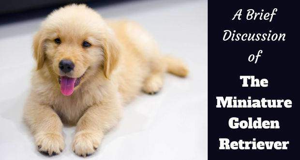 The Miniature Golden Retriever written beside a golden retriever puppy lying on a white blanket