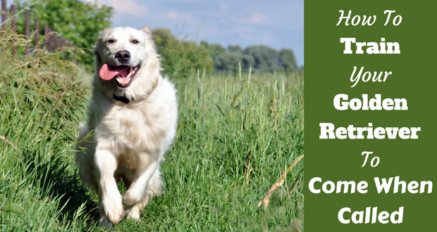 Train golden retriever to come when called written beside a golden running toward camera on grass