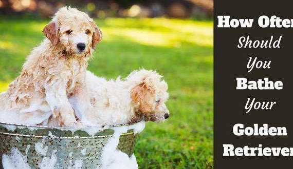 2 golden retriever puppies in a bath on grass
