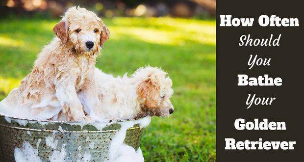 2 golden retriever puppies in a bath on grass