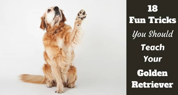 Golden retriever raising their paw, waving, as a fun trick