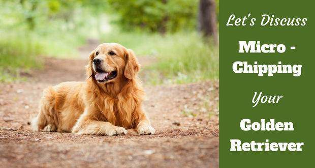 A darkish red golden retriever laying on a forest path