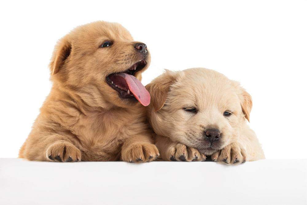 Miniature golden retriever puppies