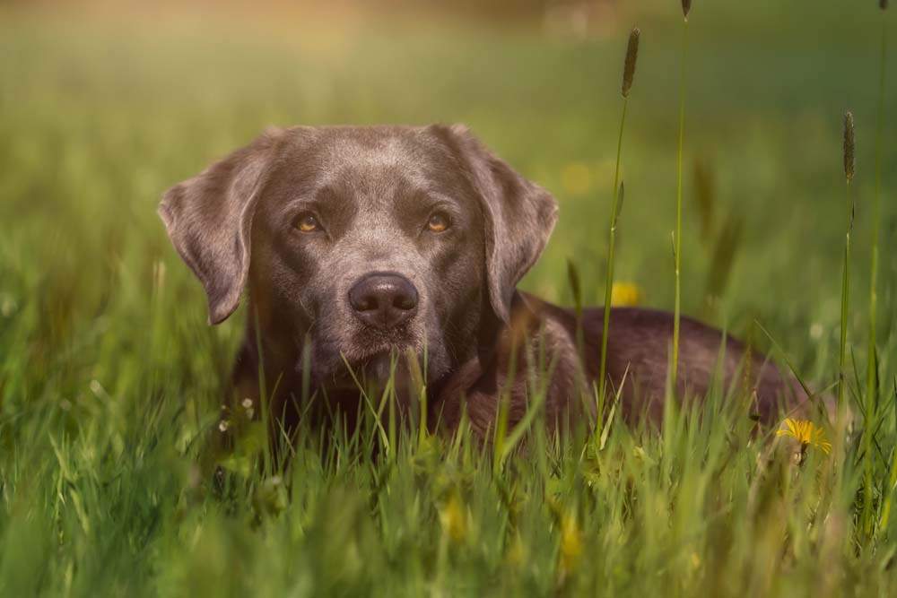 Labrador Retriever lies in the grass
