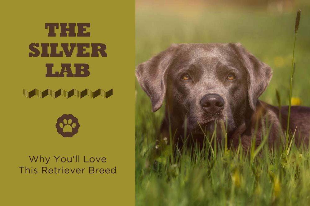 The Silver Lab: Puppies, Facts, Lifespan And Intelligence