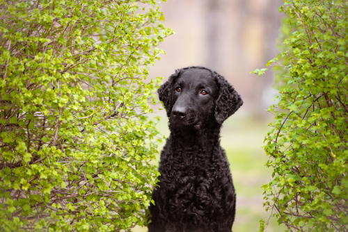 Curly Coated Retriever