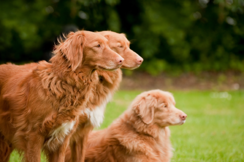 Nova Scotia Retriever