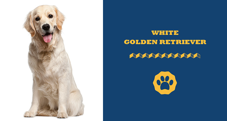 white golden retriever