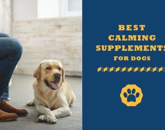 calming supplements for dour dog
