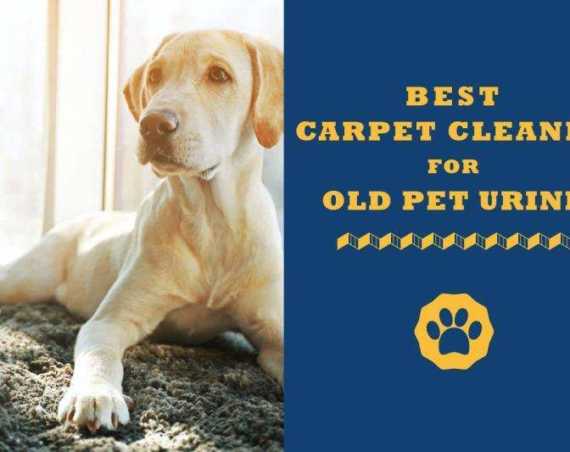 best carpet cleaners for old pet urine