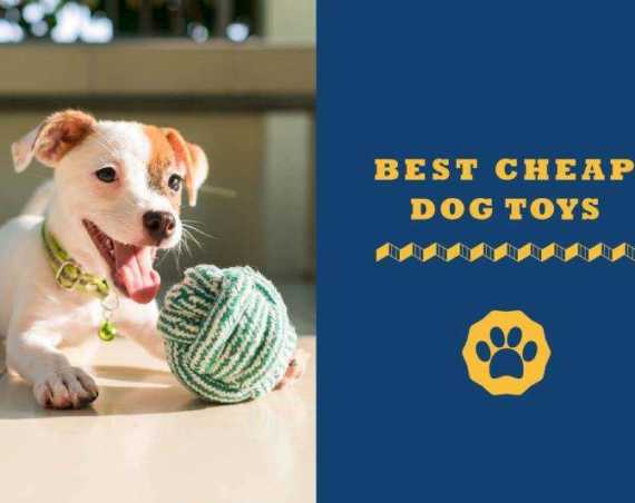 best cheap dog toys