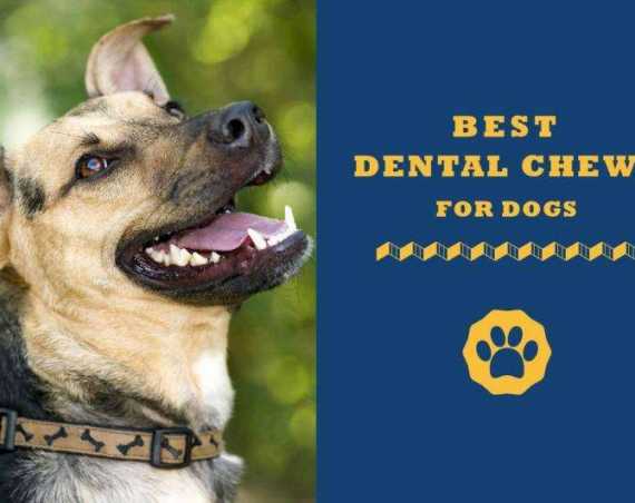 best dental chews for dogs