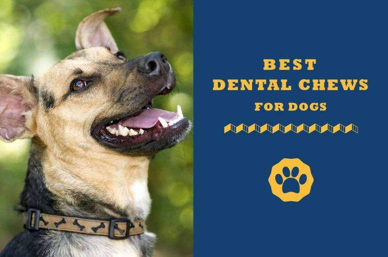 Best Dental Chews for dogs