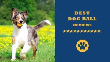 best dog ball reviews