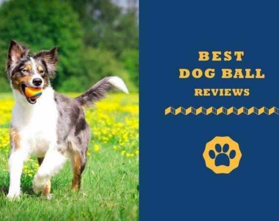 best dog ball reviews