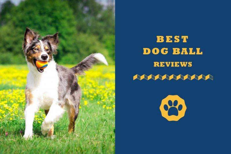 best dog ball reviews