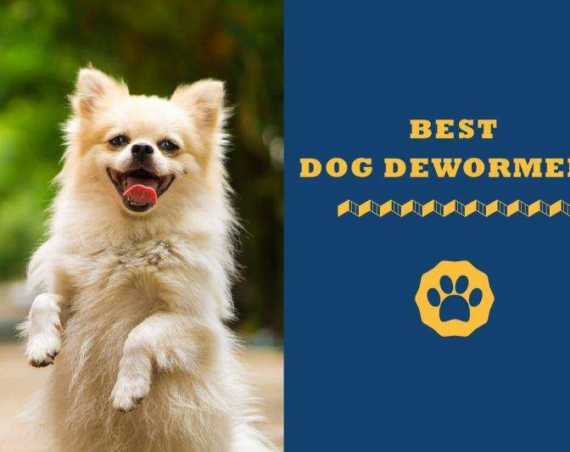 best dog dewormers