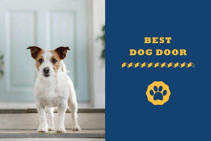 best dog door