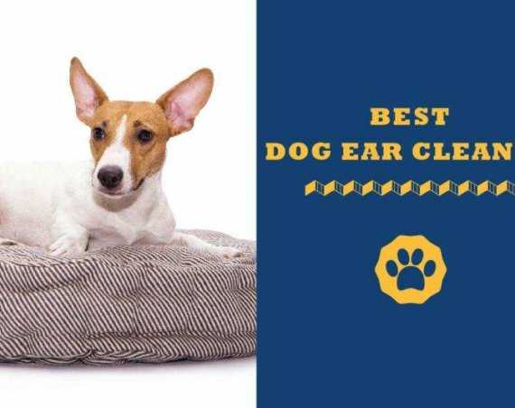 best dog ear cleaner
