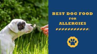 best dog food for allergies