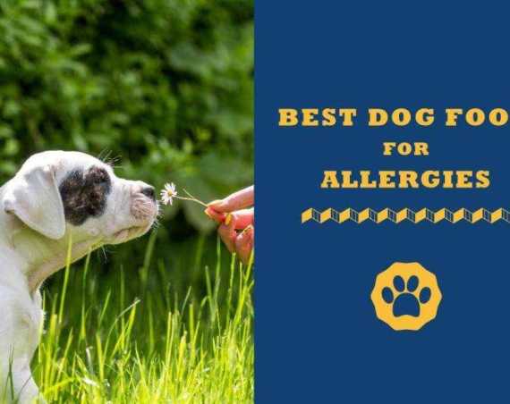 best dog food for allergies