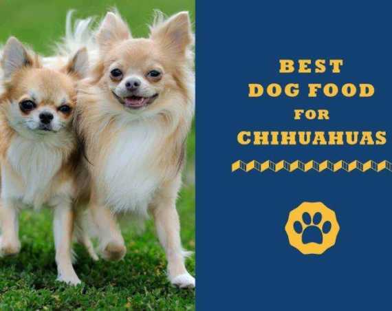 best dog food for chihuahuas