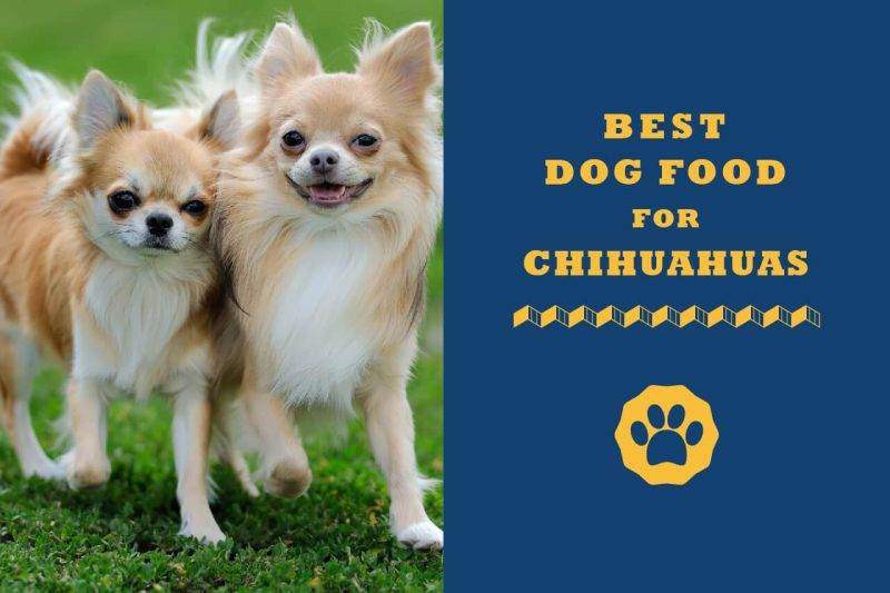 best dog food for chihuahuas