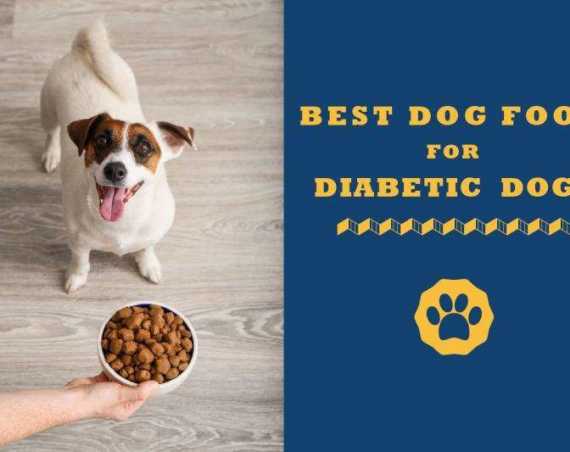 best dog food for diabetic dogs