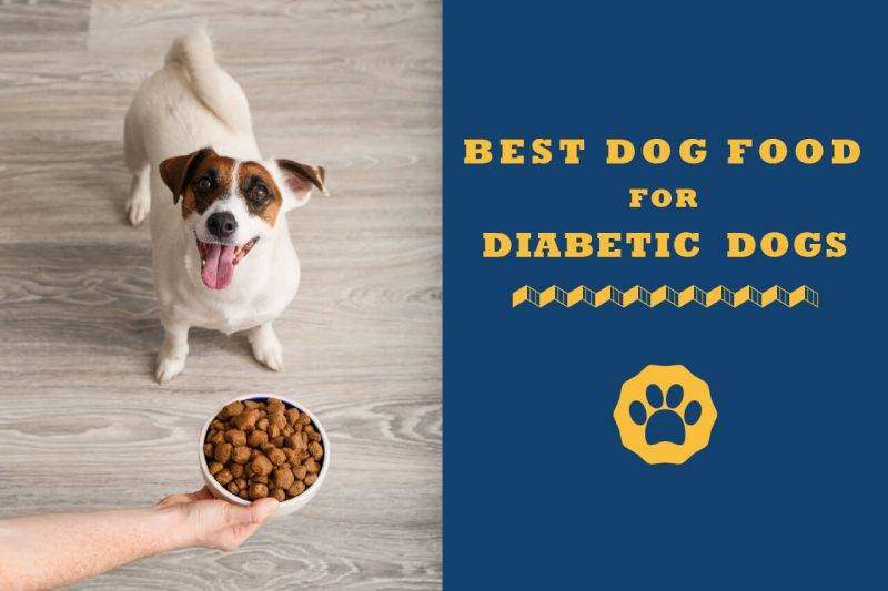 best dog food for diabetic dogs