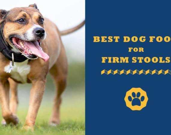 best dog food for firm stools