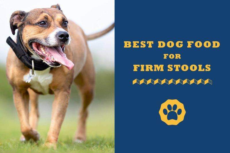 best dog food for firm stools