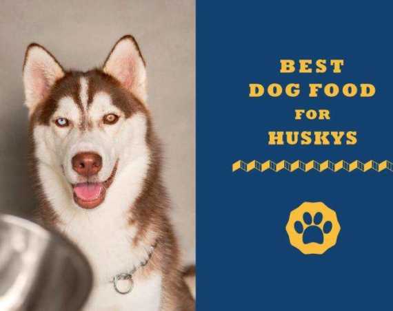 best dog food for huskys