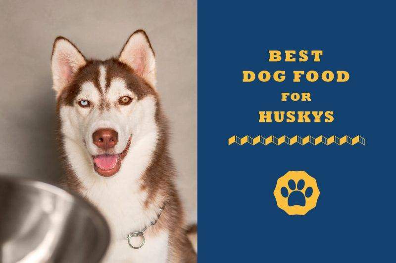 6 Best Dog Foods For Golden Retriever Huskies