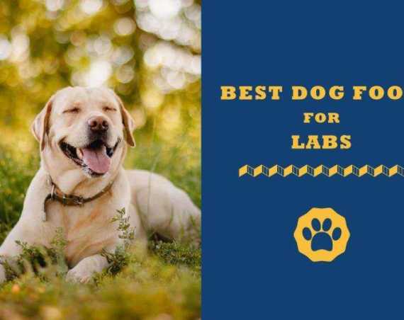 best dog food for labs