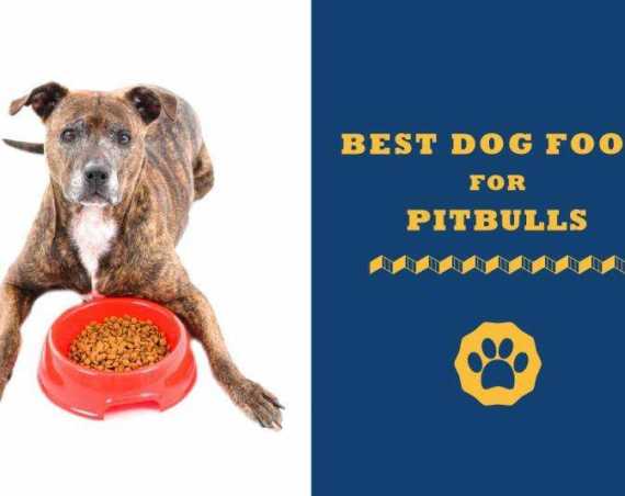best dog food for pitbulls