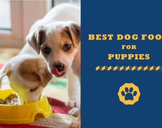 best dog food for puppies